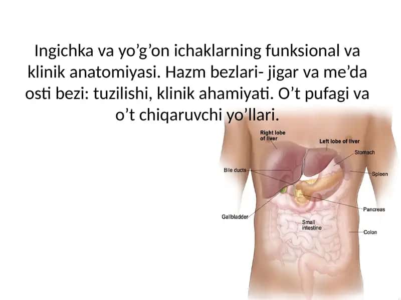 Ingichka va yo’g’on ichaklarning funksional va klinik anatomiyasi. Hazm bezlari- jigar va me’da osti bezi: tuzilishi, klinik ahamiyati. O’t pufagi va o’t chiqaruvchi yo’llari.