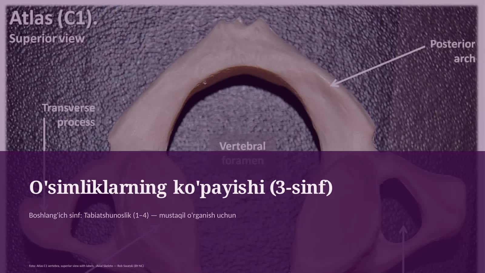 O'simliklarning ko'payishi (3-sinf)