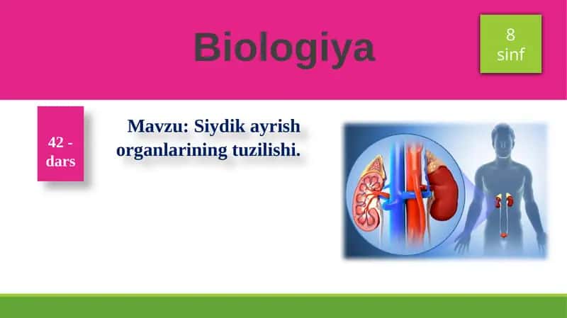 Siydikayrish organlarining tuzilishi