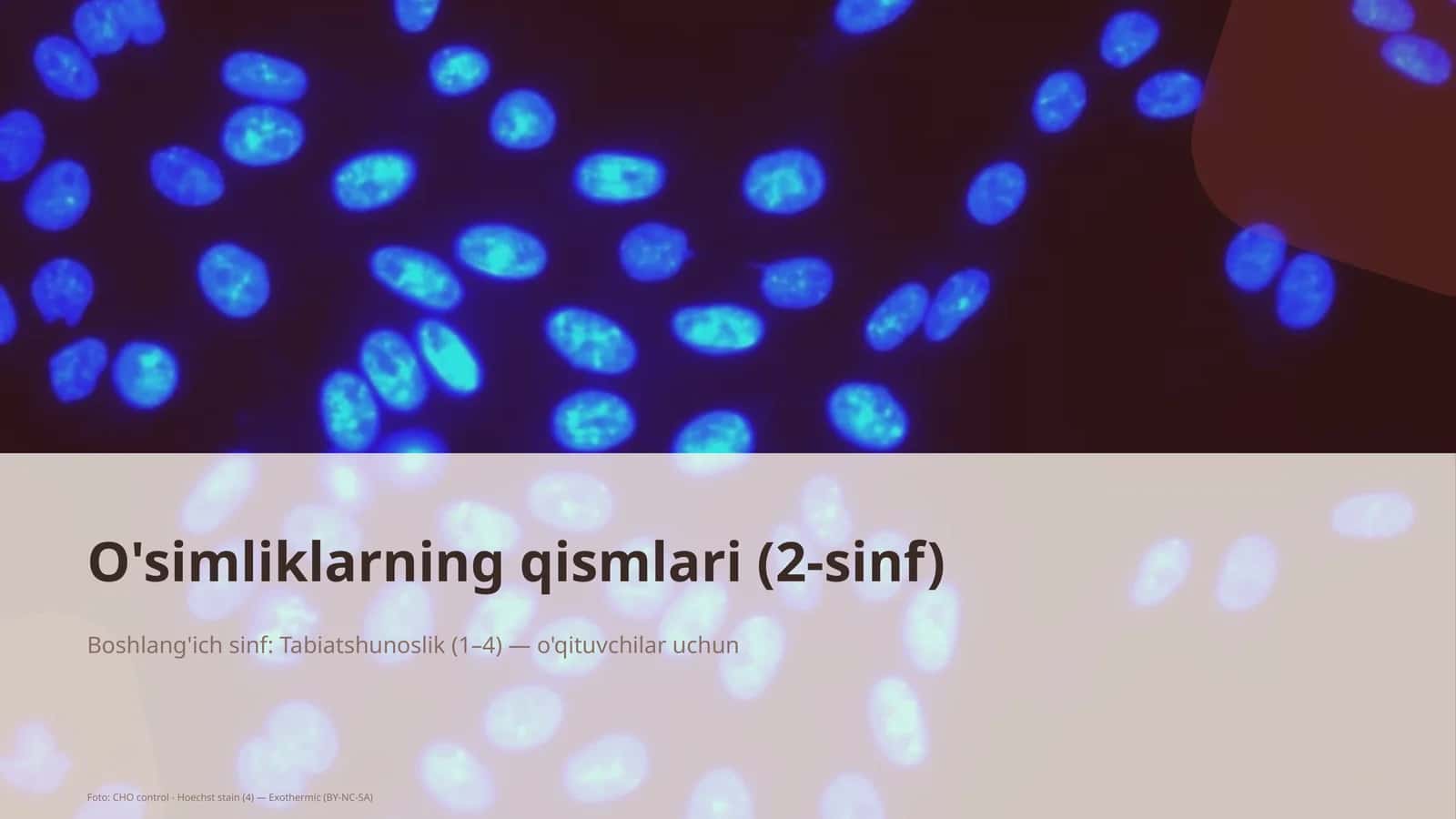 O'simliklarning qismlari (2-sinf)