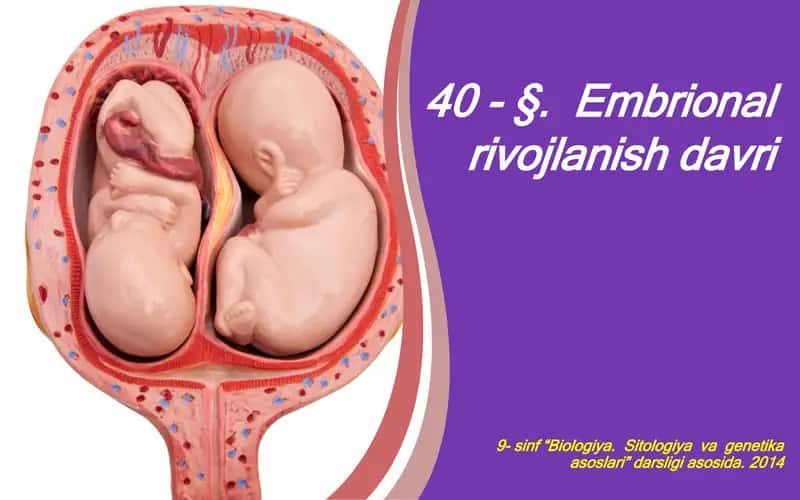 Embrional rivojlanish davri