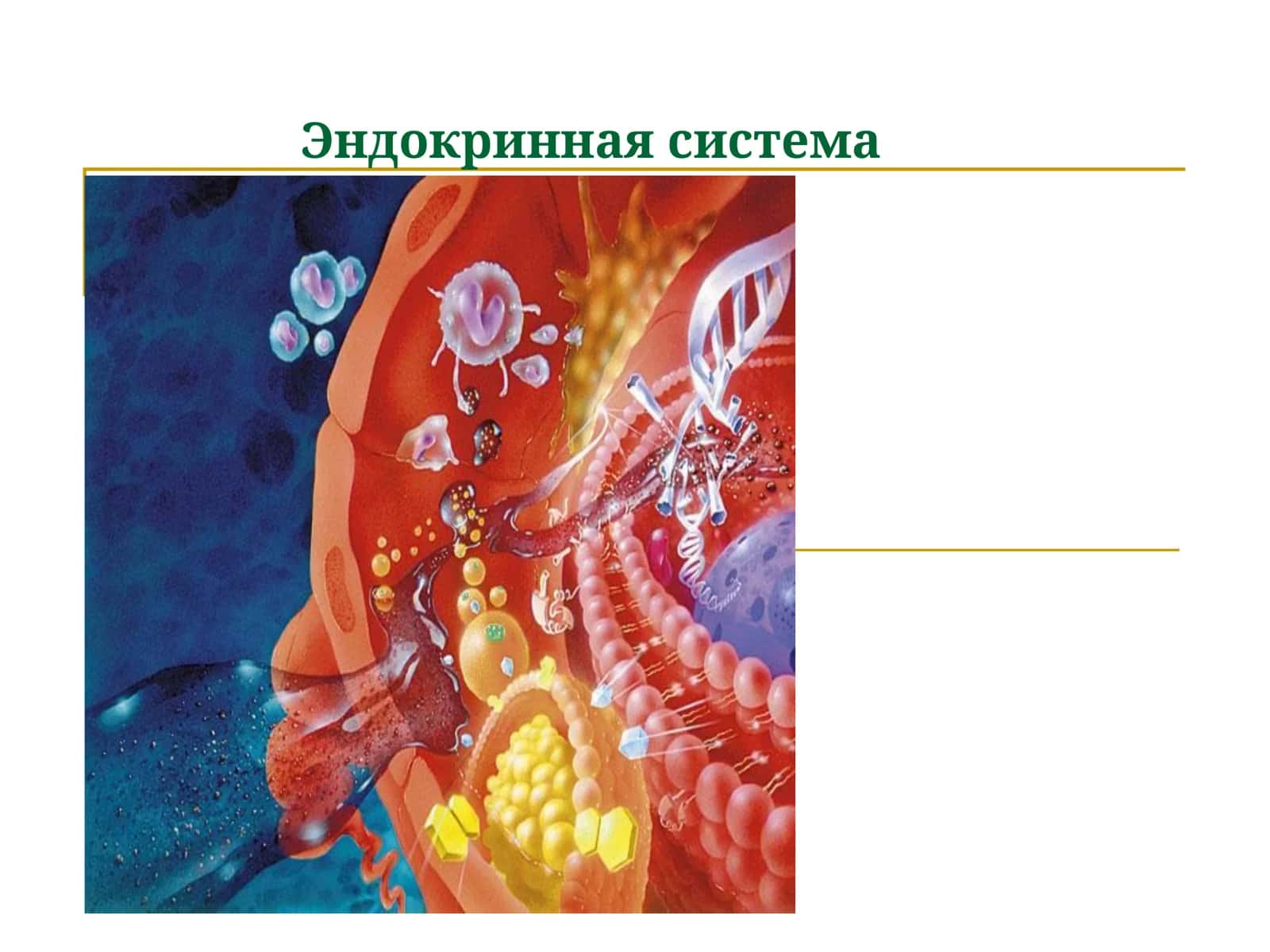 Эндокринная система