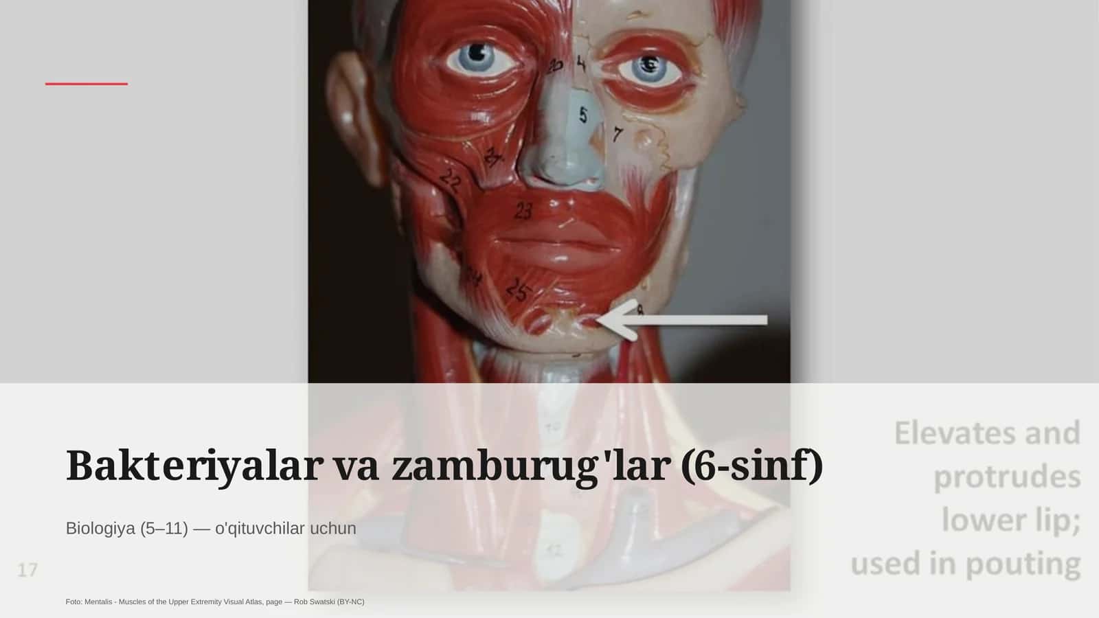 Bakteriyalar va zamburug'lar (6-sinf)