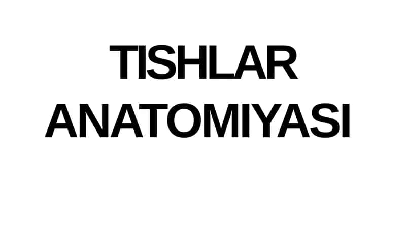 TISHLAR ANATOMIYASI