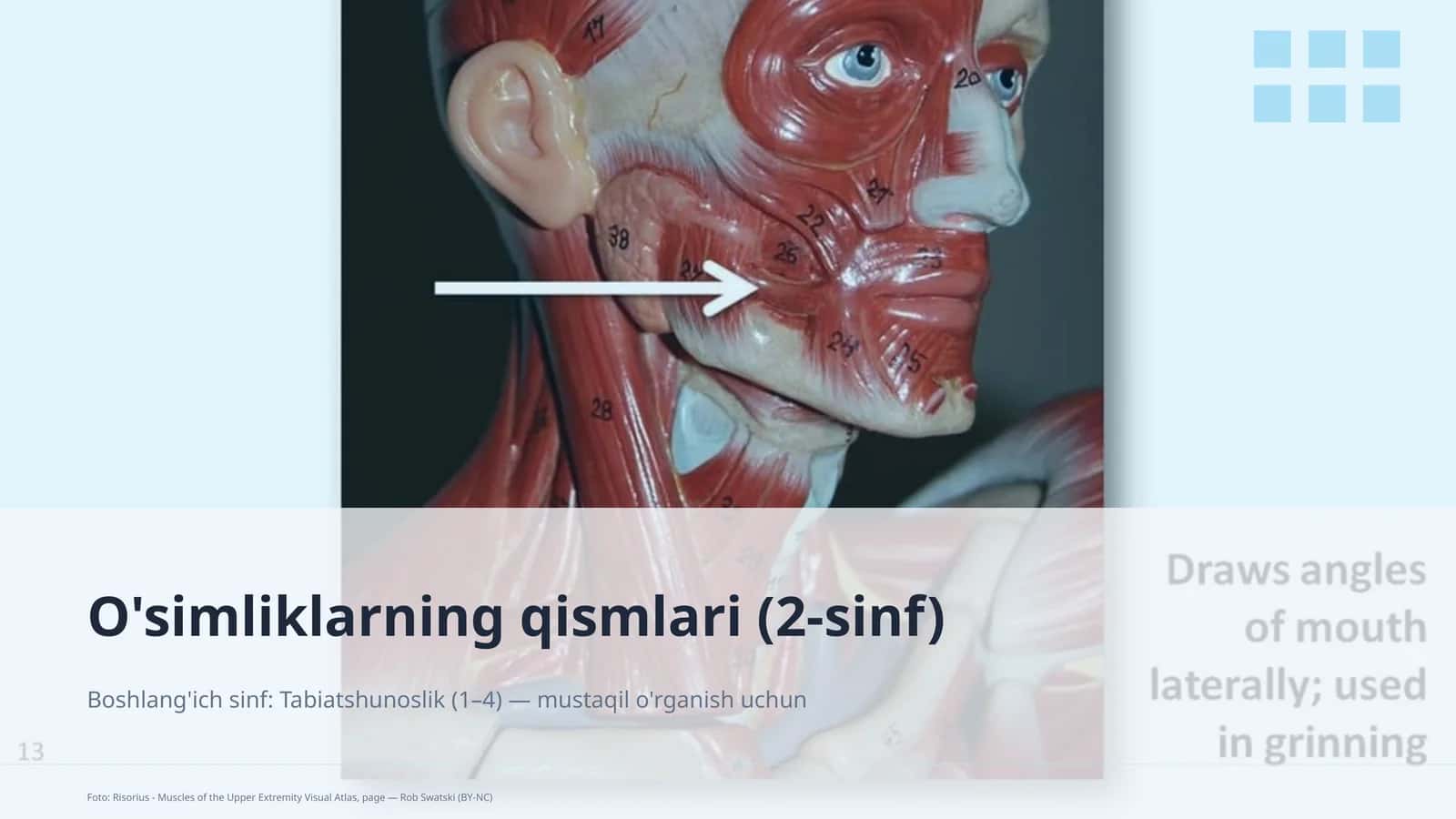 O'simliklarning qismlari (2-sinf)