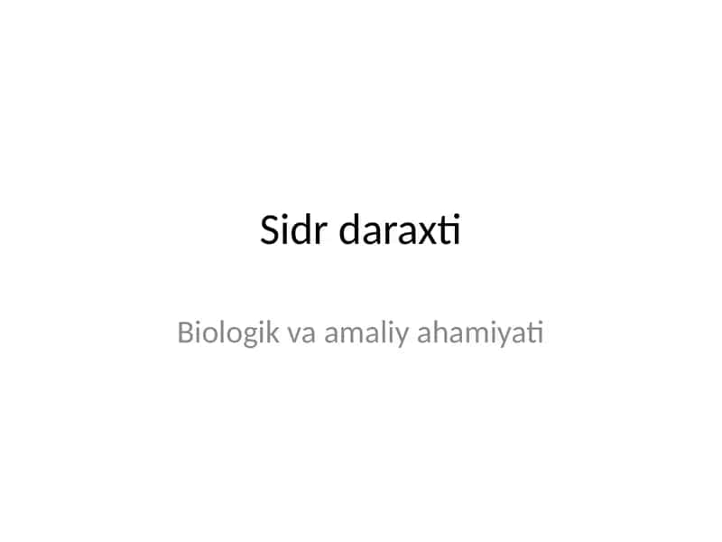 Sidr daraxti
