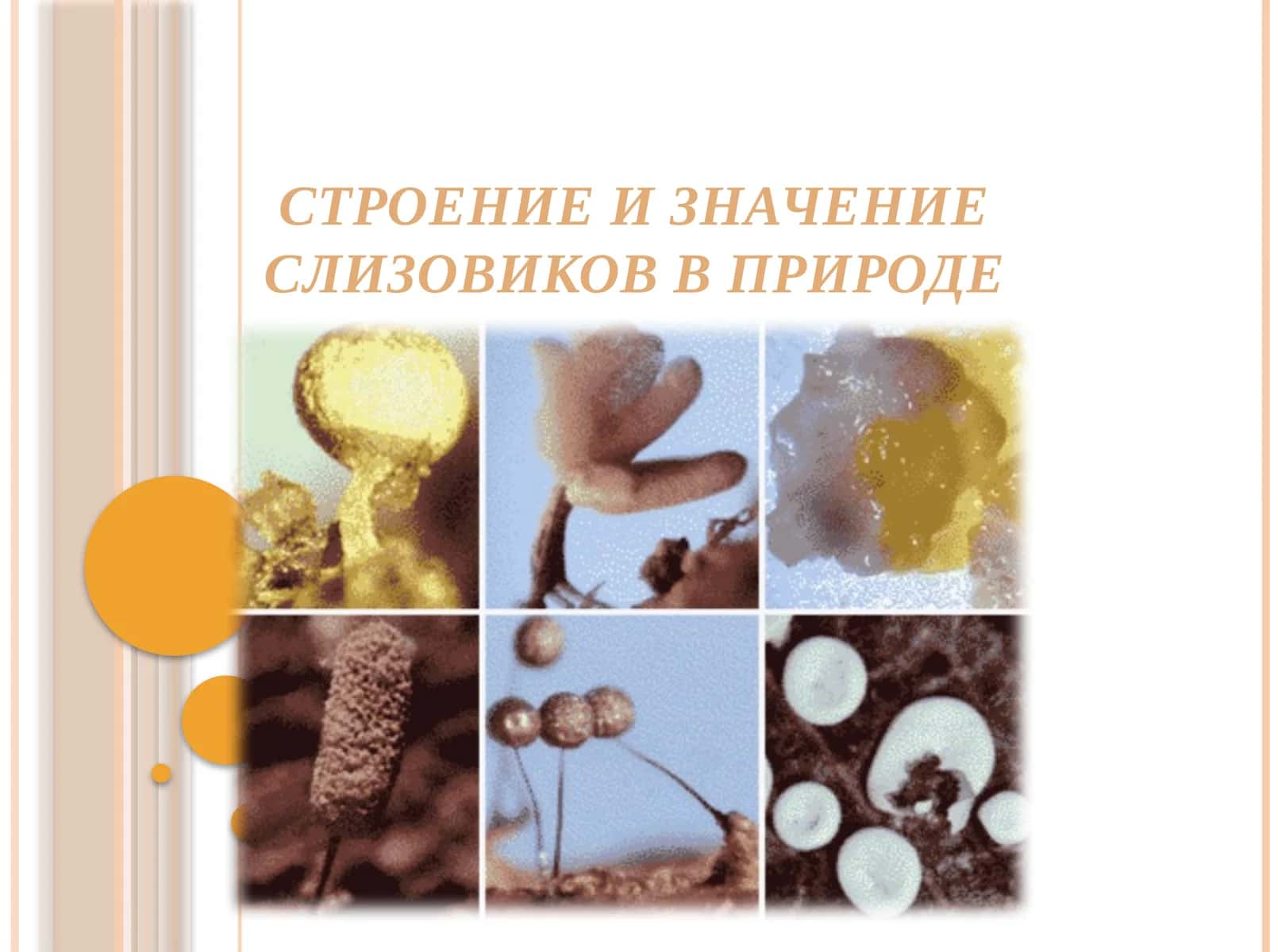 СТРОЕНИЕ И ЗНАЧЕНИЕ СЛИЗОВИКОВ В ПРИРОДЕ