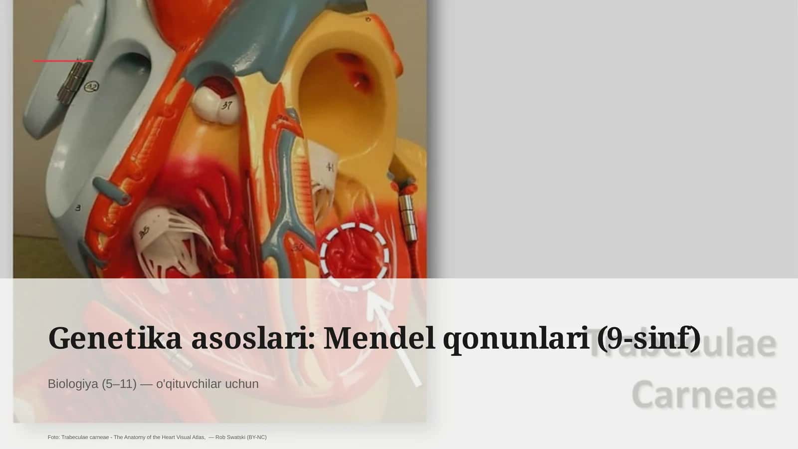 Mendel qonunlari (9-sinf)