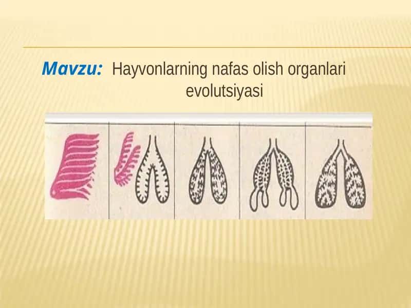 Hayvonlarning nafas olish organlari evolutsiyasi