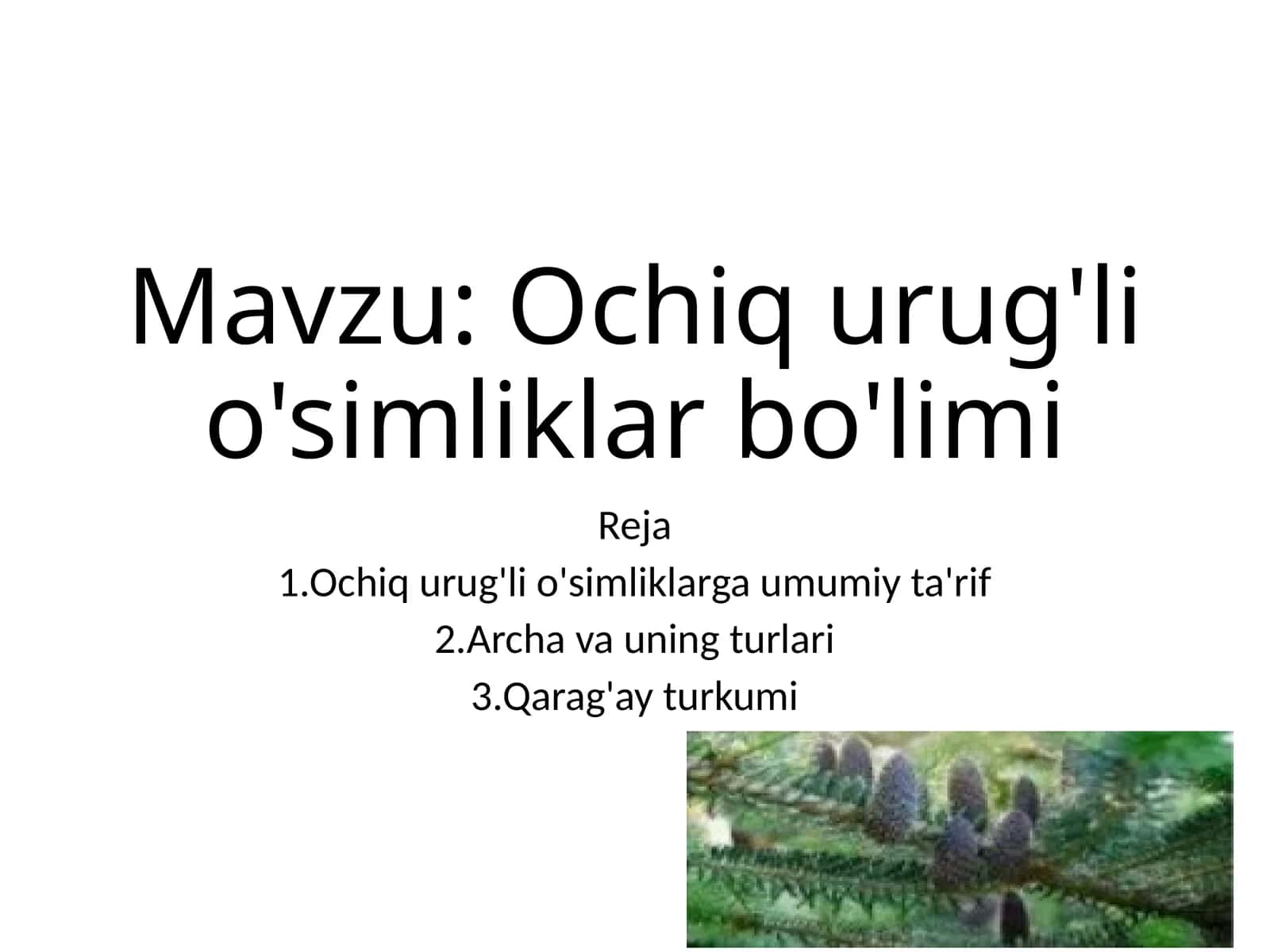 Ochiq urug'li o'simliklar