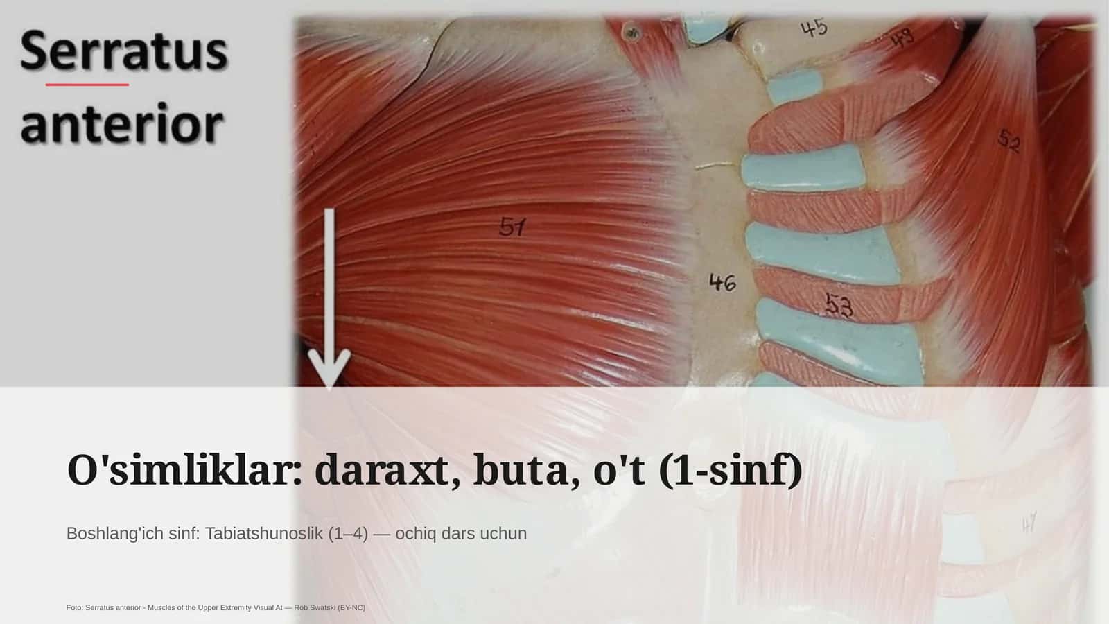 O'simliklar: daraxt, buta, o't (1-sinf)
