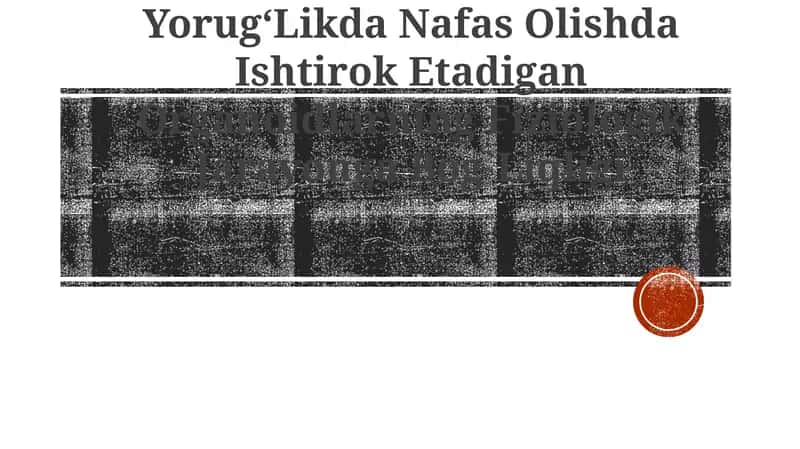 YorugʻLikda Nafas Olishda Ishtirok Etadigan Organoidlar