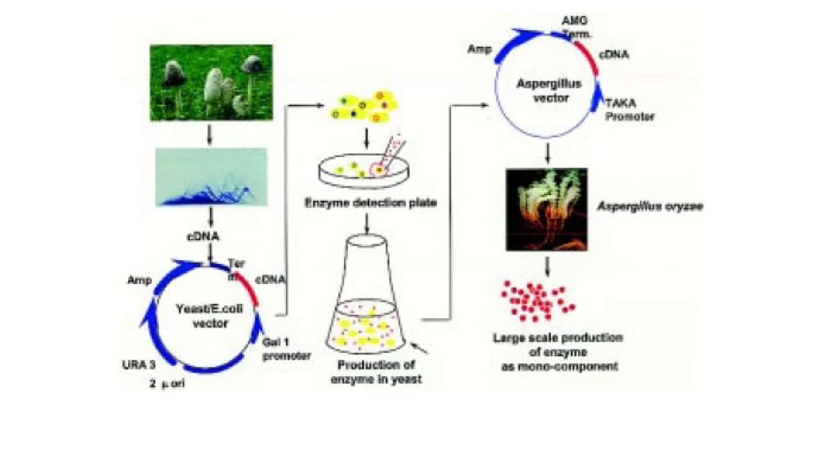 Lipaza fermentlari