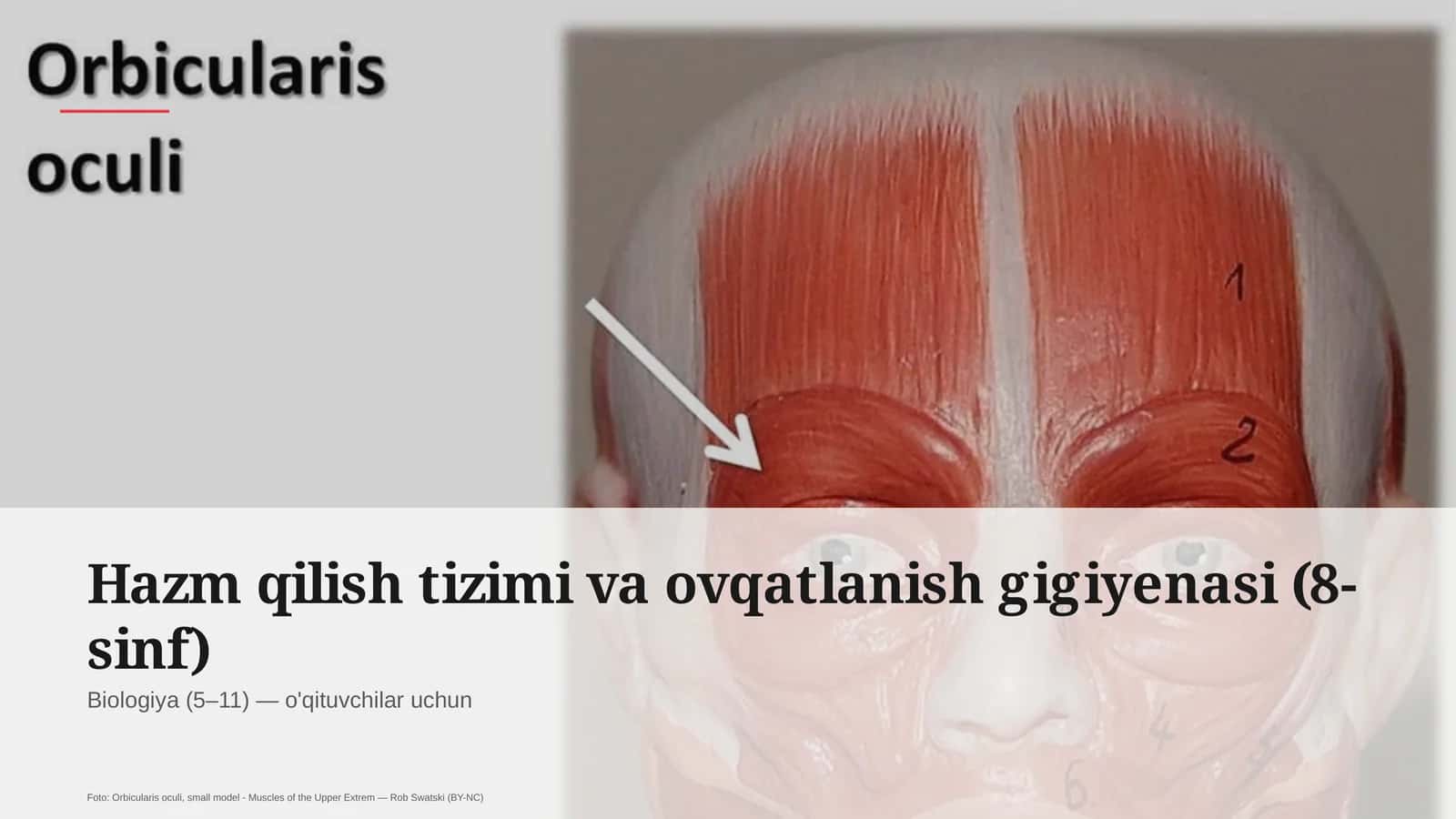 Hazm qilish tizimi va ovqatlanish gigiyenasi (8-sinf)