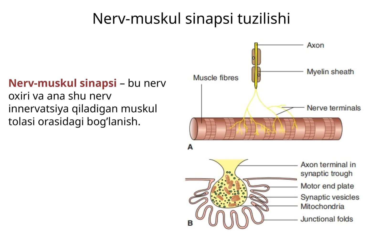 Nerv-muskul sinapsi tuzilishi