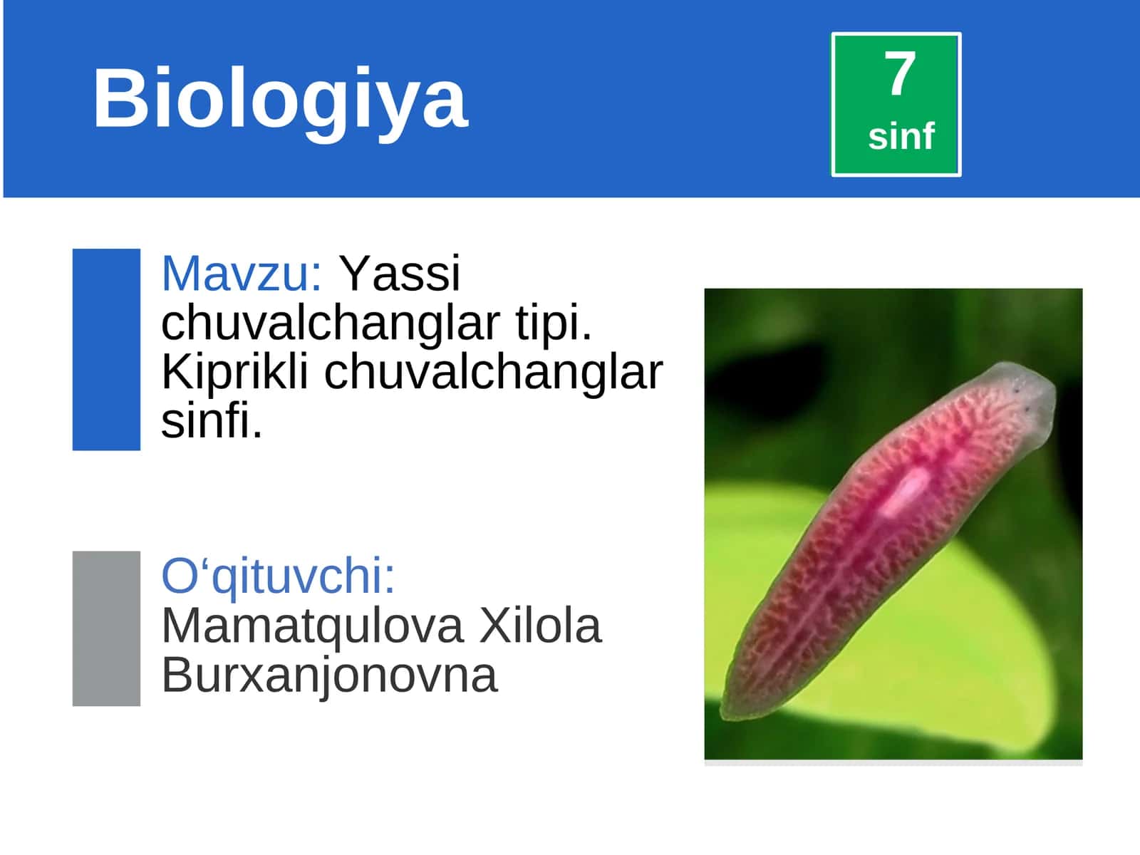 Yassi chuvalchanglar tipi. Kiprikli chuvalchanglar sinfi