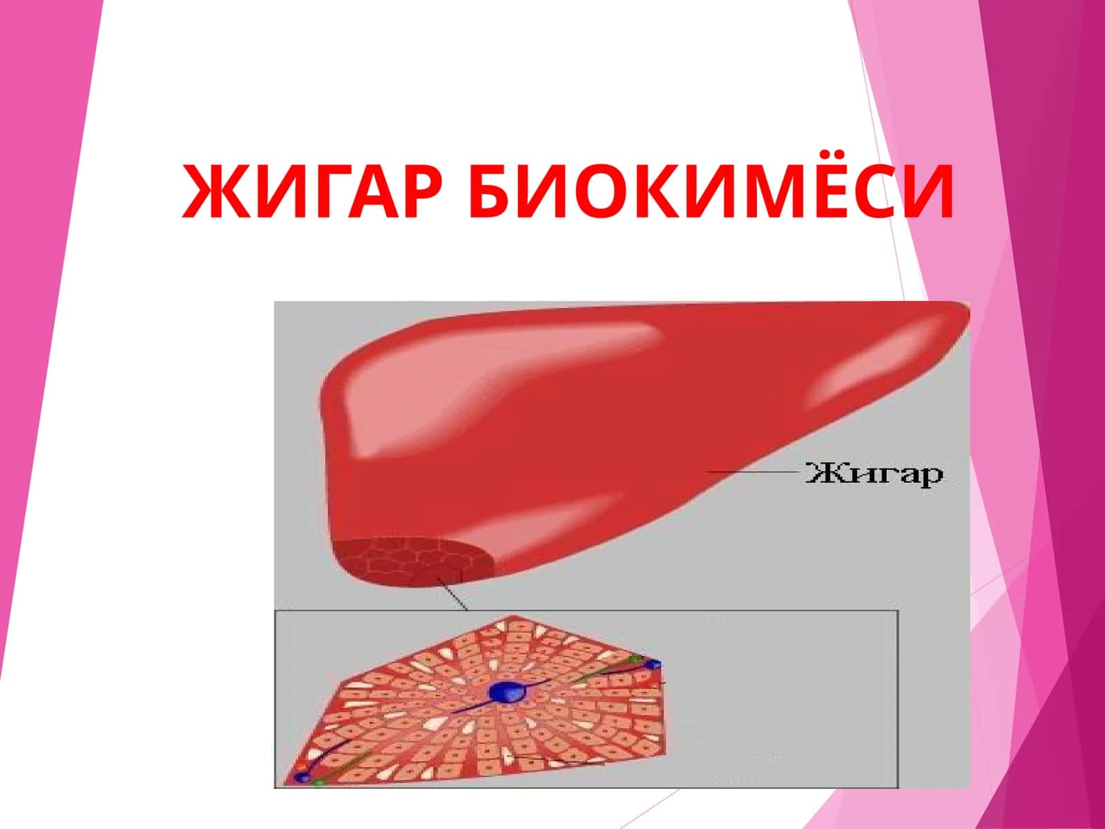 Жигар Биокимёси