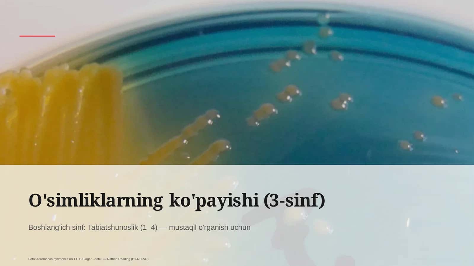 O'simliklarning ko'payishi (3-sinf)
