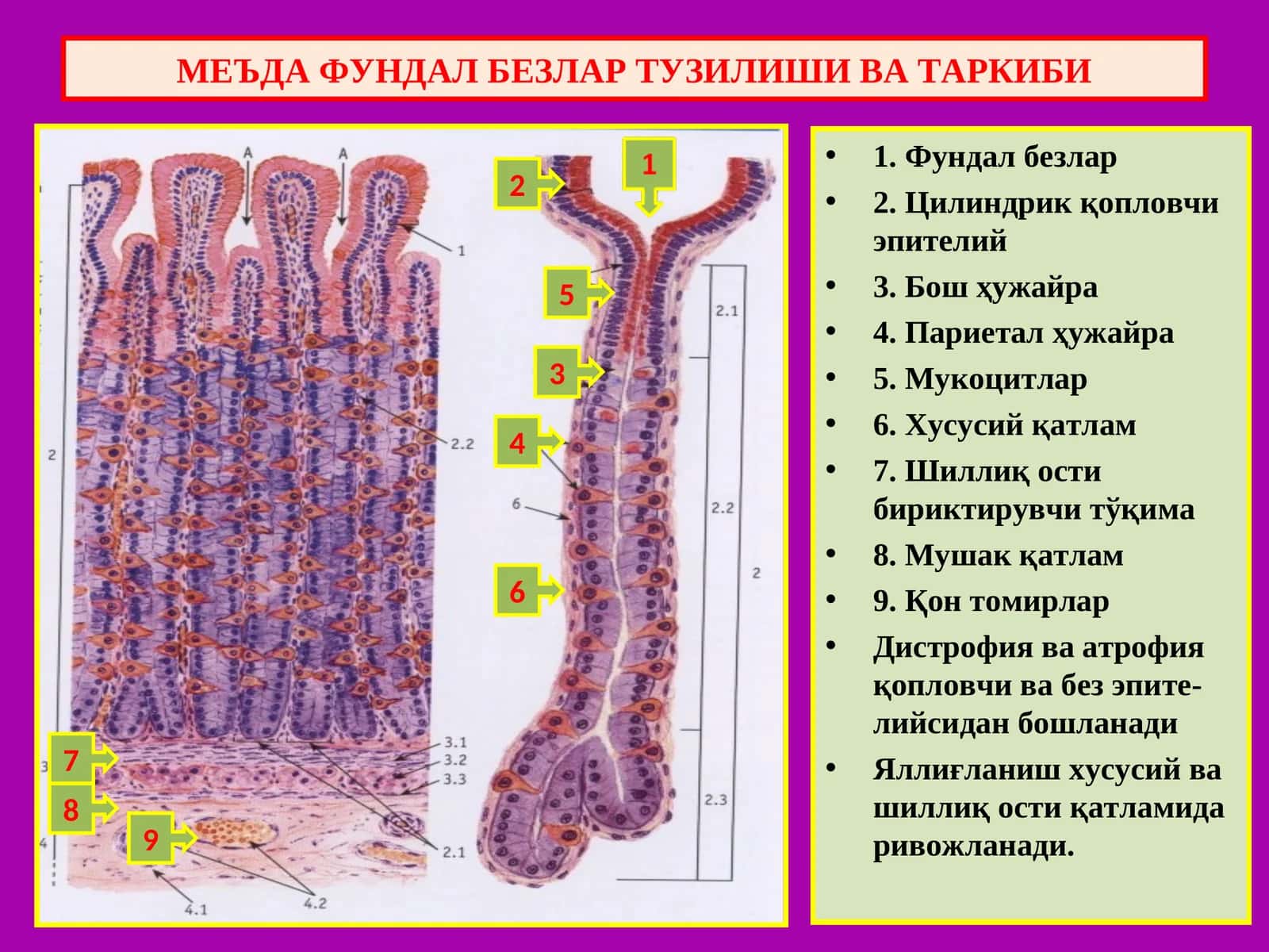 МЕЪДА ФУНДАЛ БЕЗЛАР ТУЗИЛИШИ ВА ТАРКИБИ