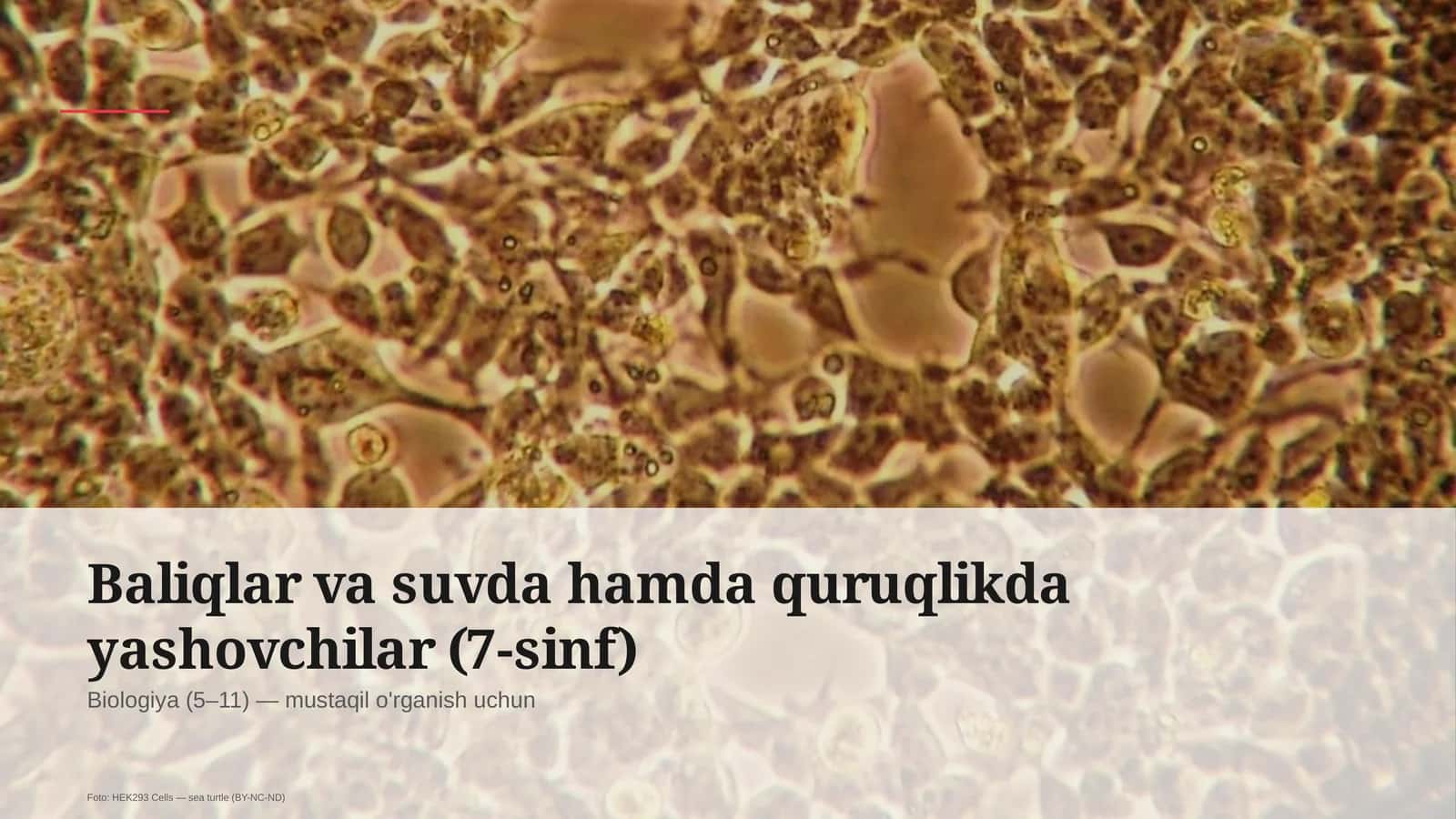 Baliqlar va suvda hamda quruqlikda yashovchilar (7-sinf)