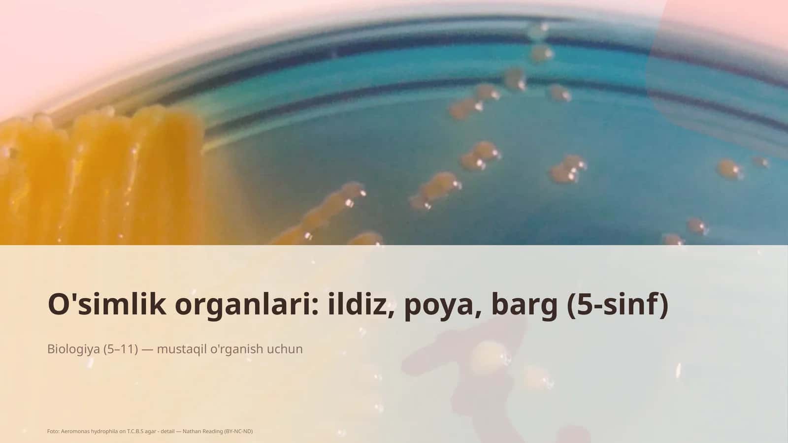 O'simlik organlari: ildiz, poya, barg (5-sinf)