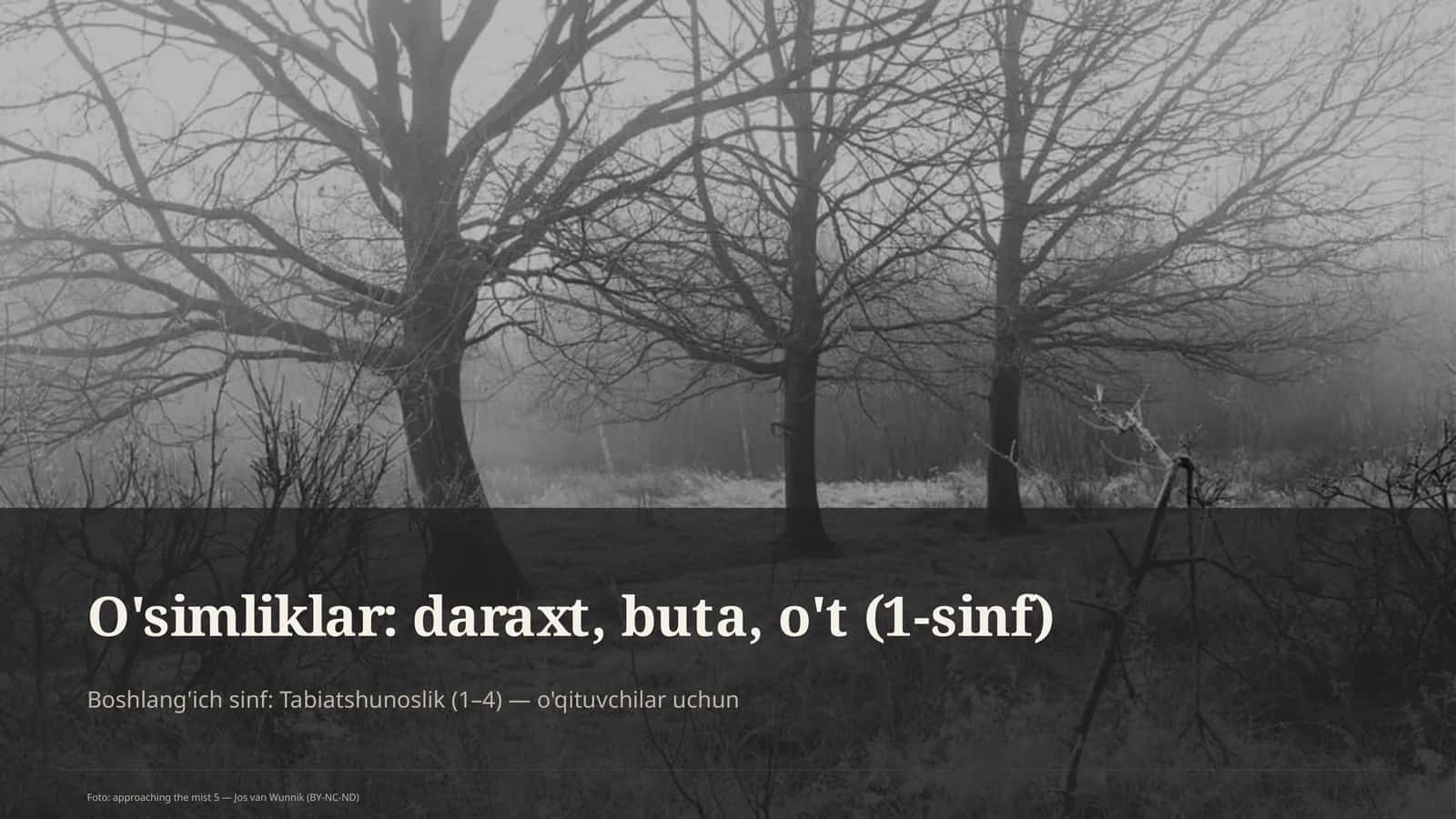 O'simliklar: daraxt, buta, o't
