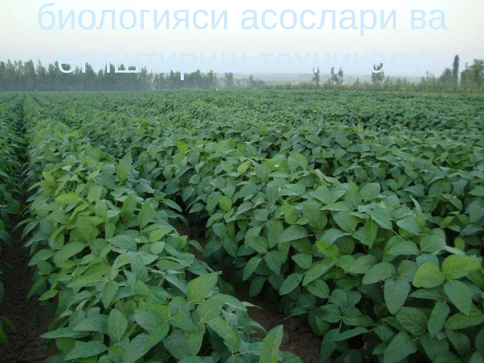 Соя етиштиришнинг биологияси асослари ва етиштириш техникаси