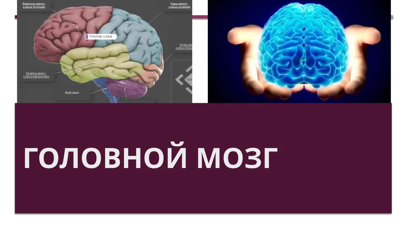 Головной мозг