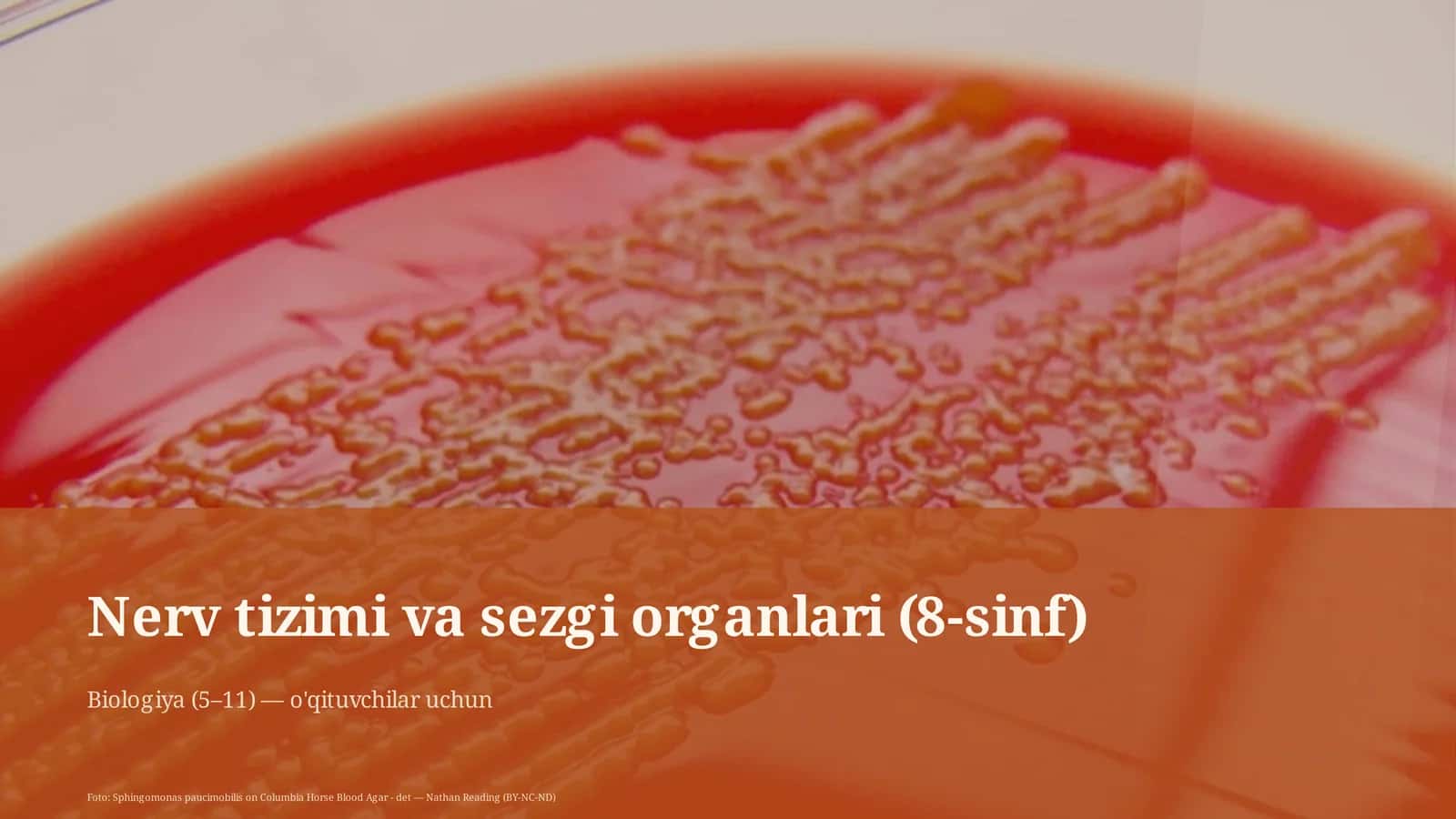Nerv tizimi va sezgi organlari (8-sinf)
