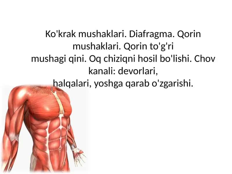 Ko'krak mushaklari. Diafragma. Qorin mushaklari. Qorin to'g'rimushagi qini. Oq chiziqni hosil bo'lishi. Chov kanali: devorlari,halqalari, yoshga qarab o'zgarishi.
