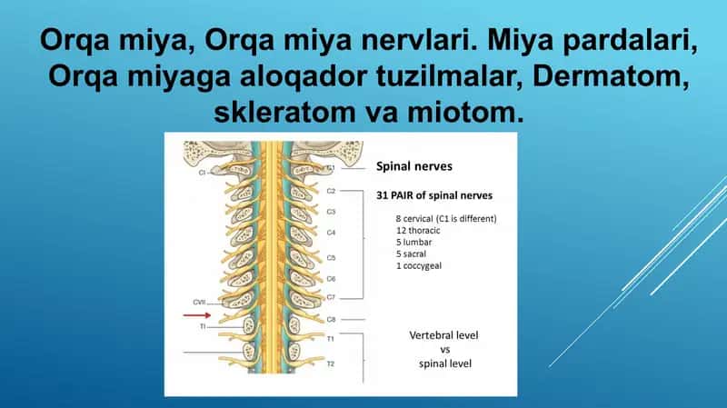 Orqa miya, Orqa miya nervlari. Miya pardalari, Orqa miyaga aloqador tuzilmalar, Dermatom, skleratom va miotom.