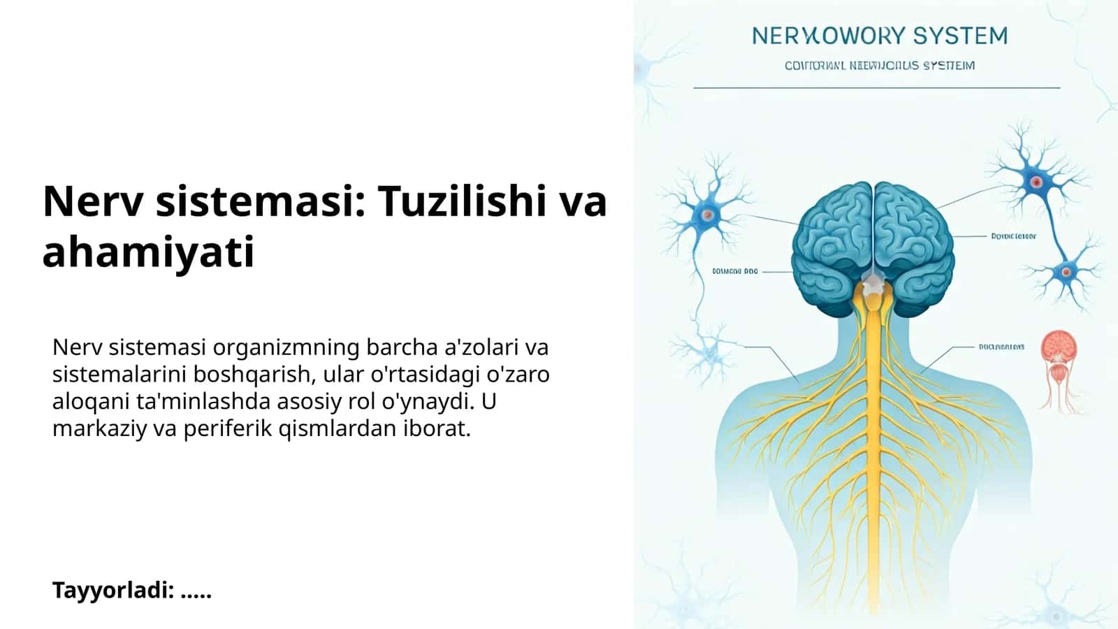 Nerv sistemasi: Tuzilishi va ahamiyati