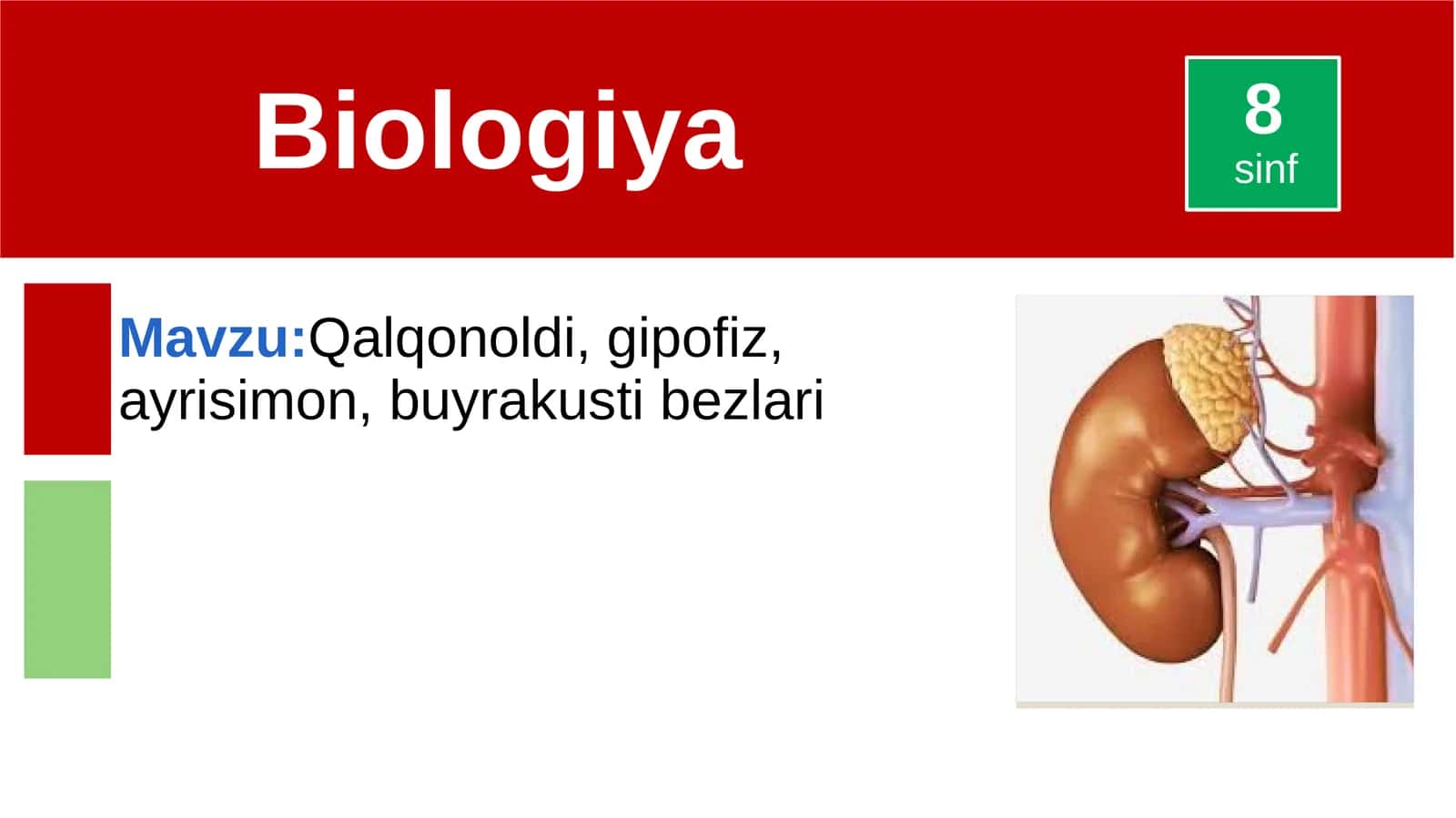 Qalqonoldi,gipofiz,ayrisimon,buyrakustibezlari