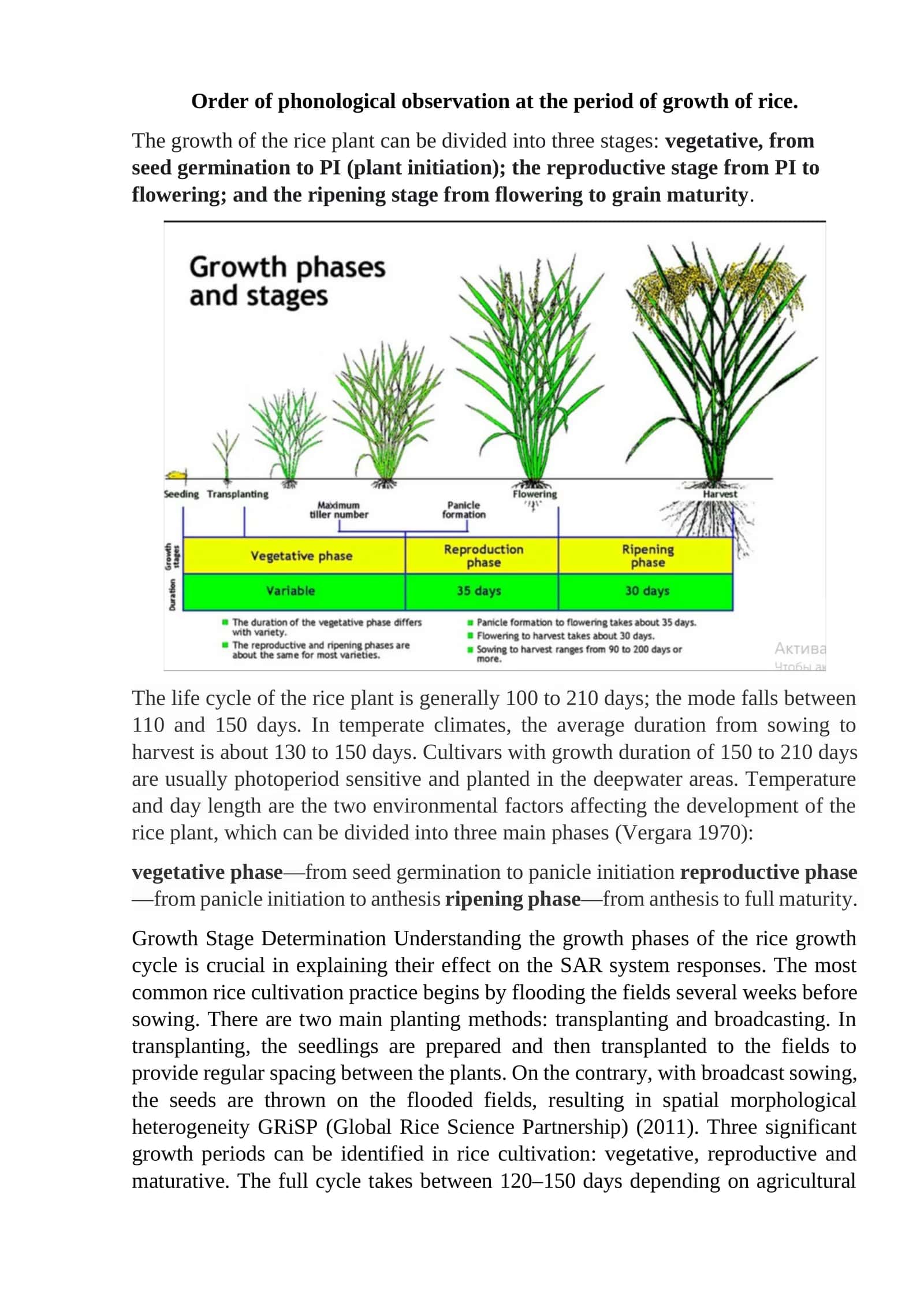 Order of phonological observation at the period of growth of rice