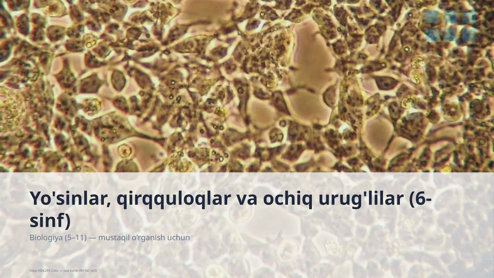 Yo'sinlar, qirqquloqlar va ochiq urug'lilar (6-sinf)