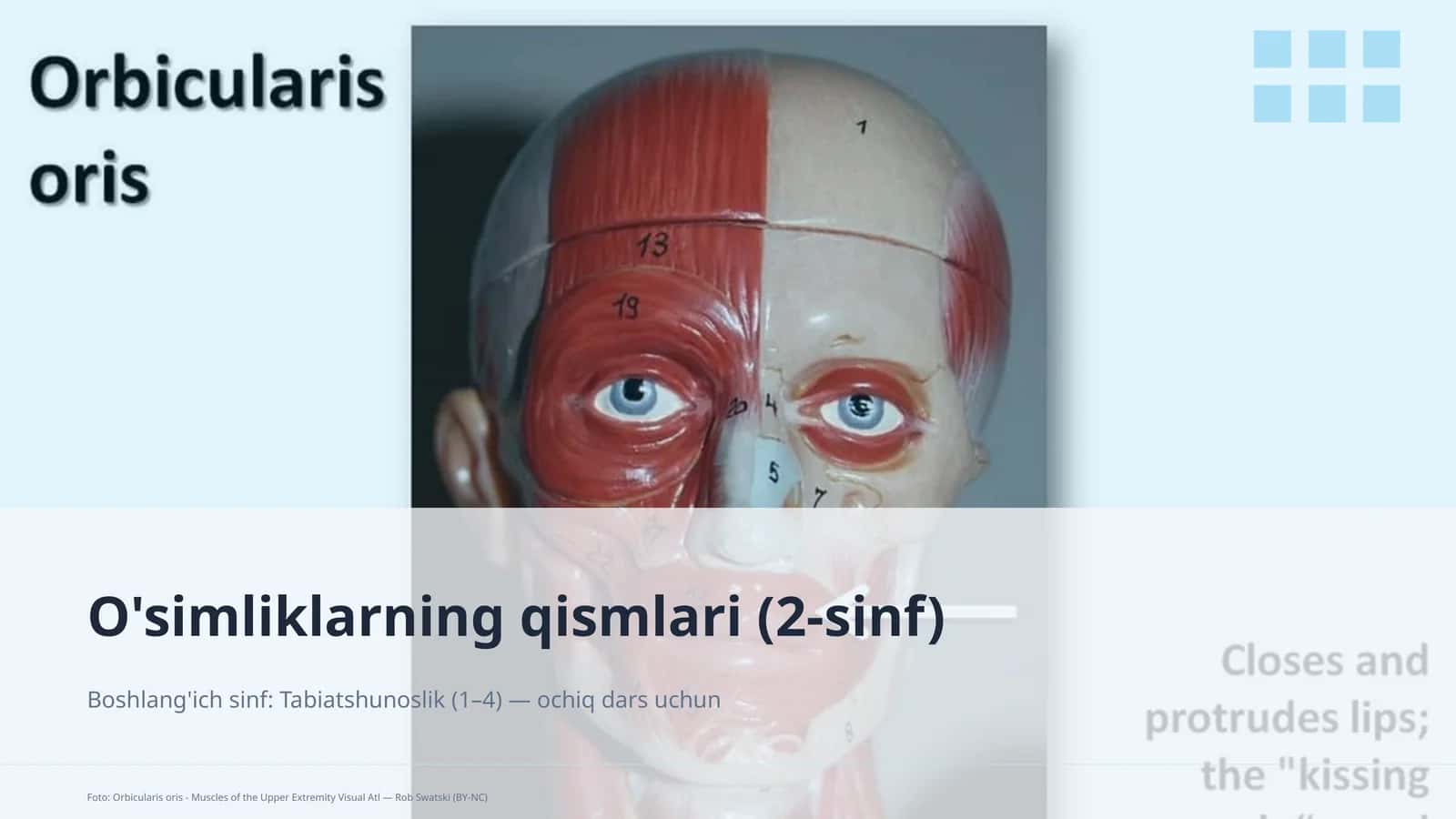 O'simliklarning qismlari (2-sinf)