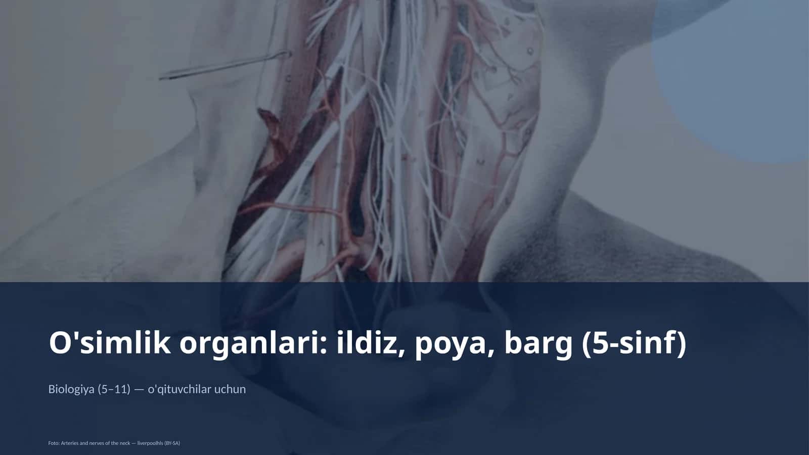 O'simlik organlari: ildiz, poya, barg (5-sinf)