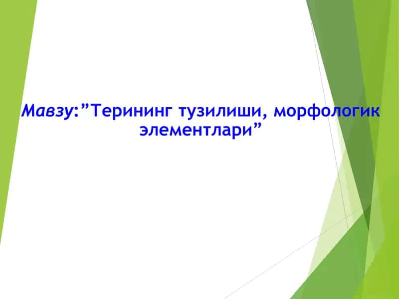 Терининг тузилиши, морфологик элементлари