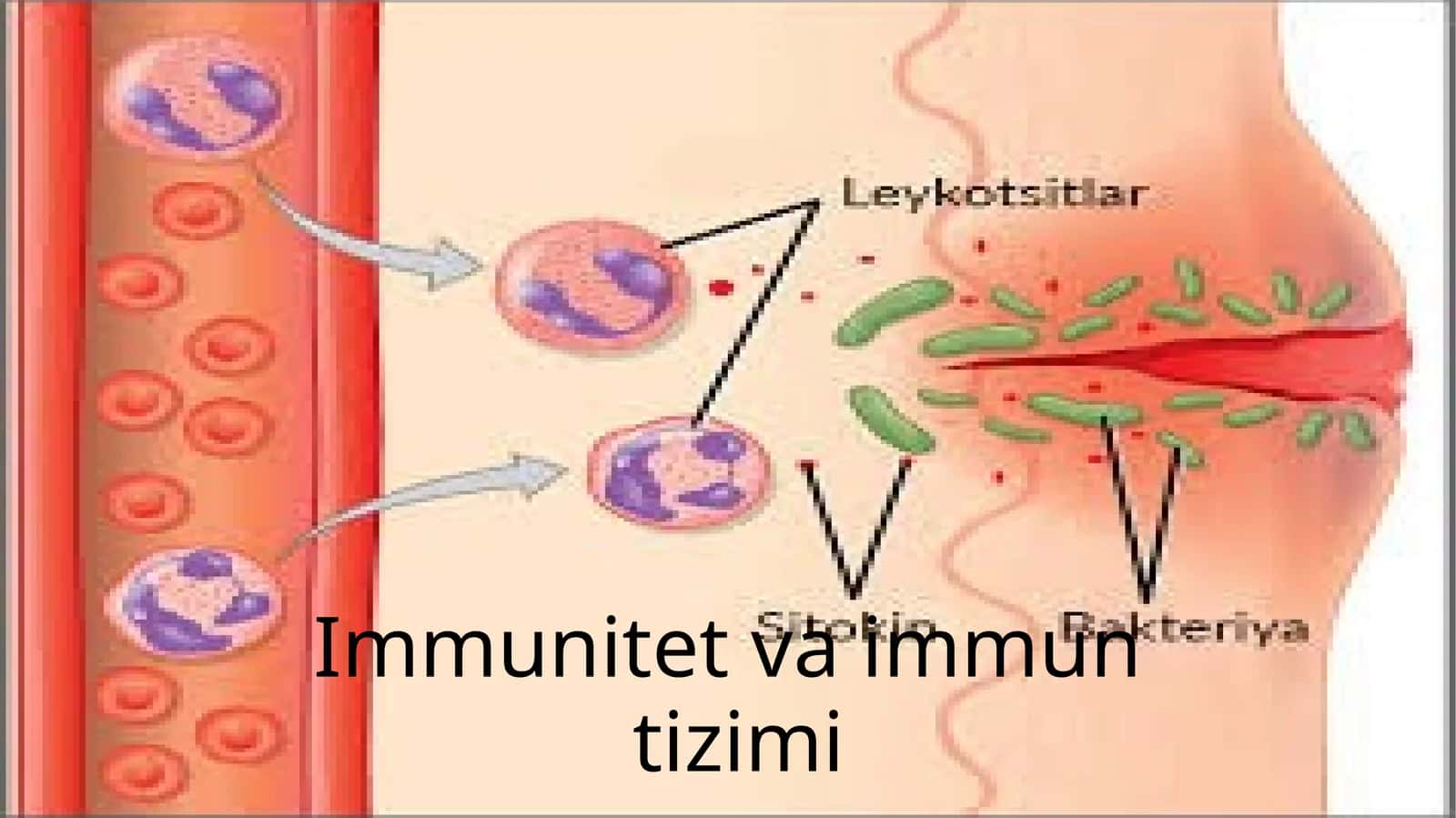 Immunitet va immun tizimi