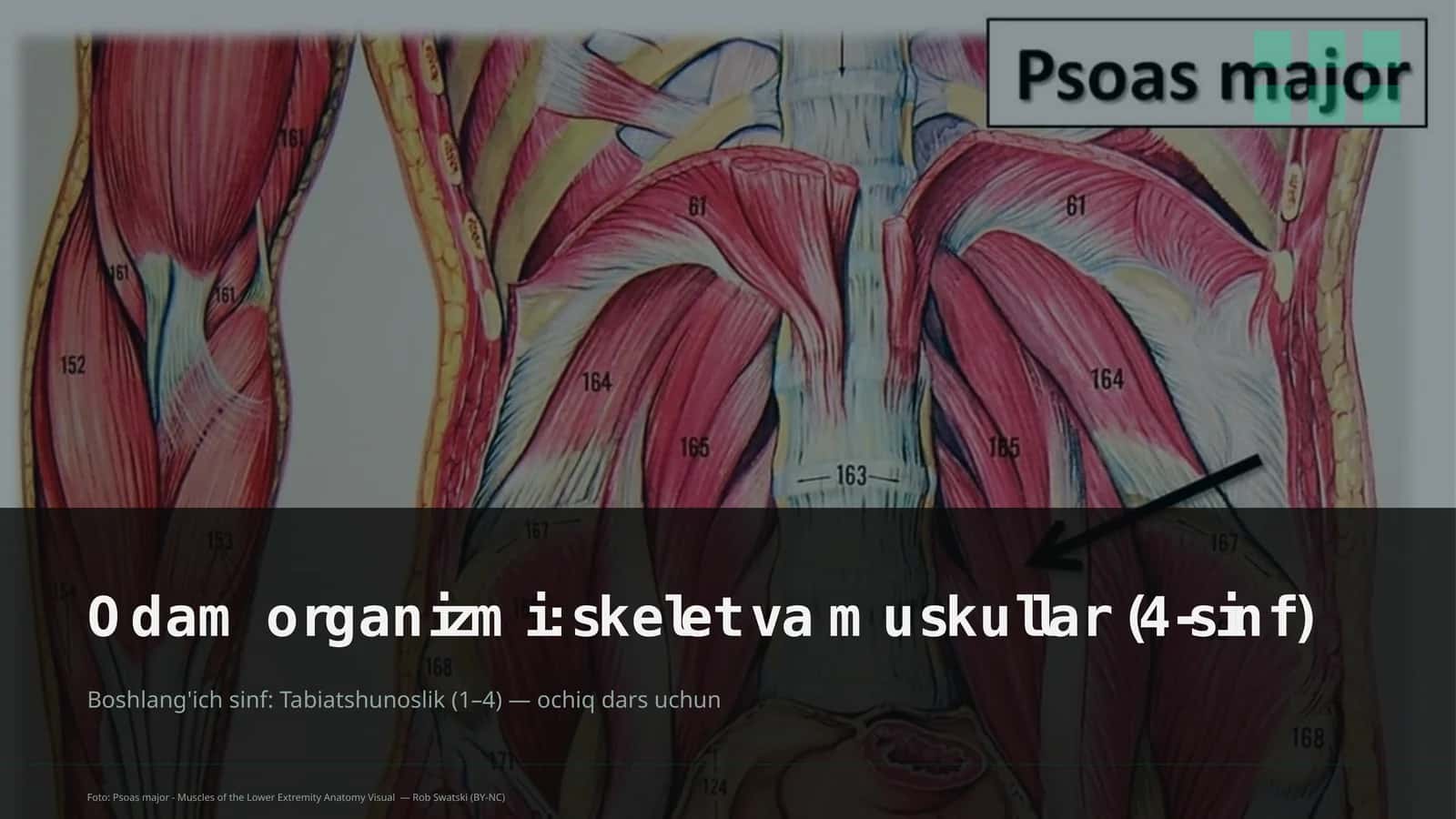 Odam organizmi: skelet va muskullar (4-sinf)