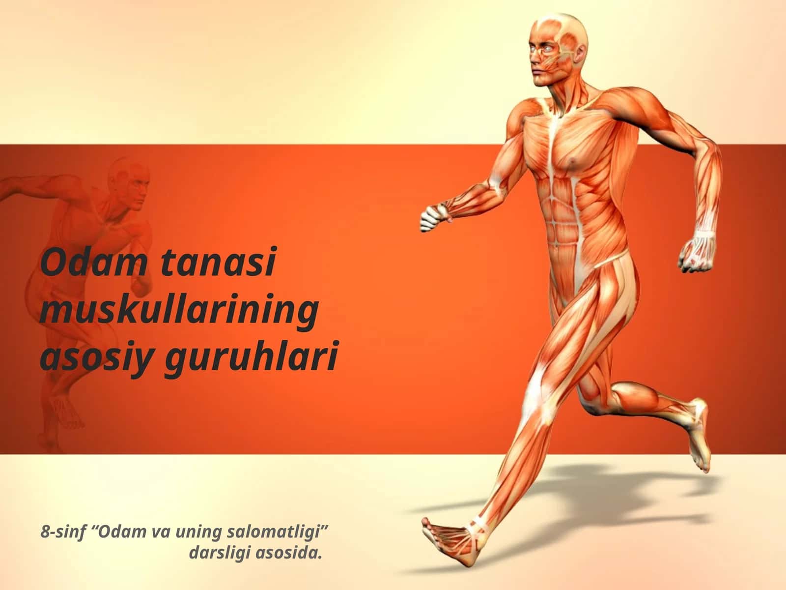 Odam tanasi muskullarining asosiy guruhlari