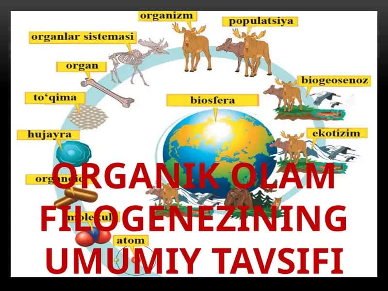 Organik olam filogenezining umumiy tavsifi
