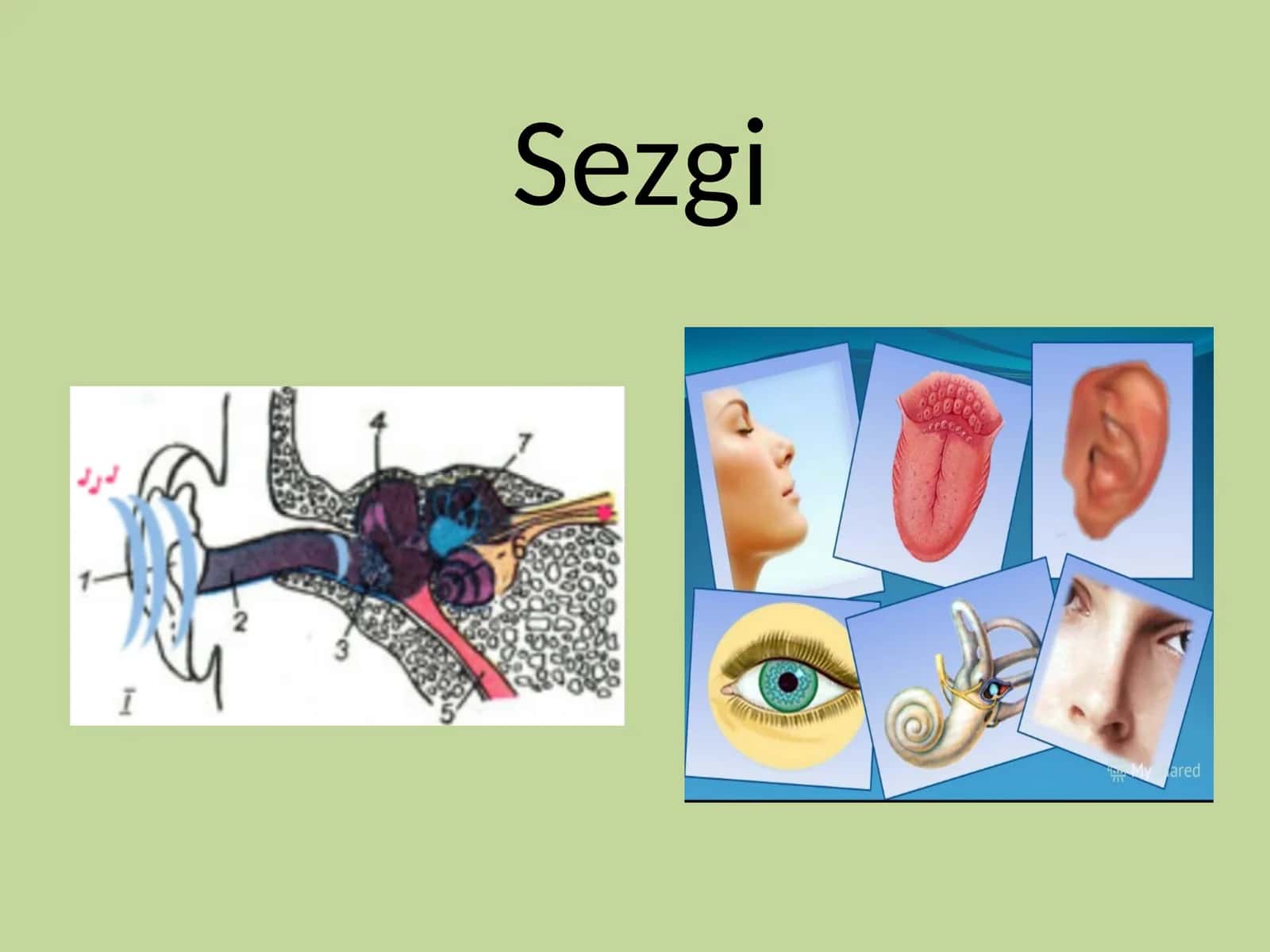 Sezgi