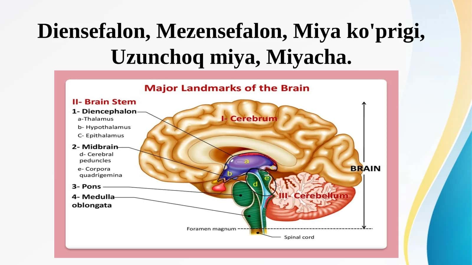 Diensefalon, Mezensefalon, Miya ko'prigi, Uzunchoq miya, Miyacha