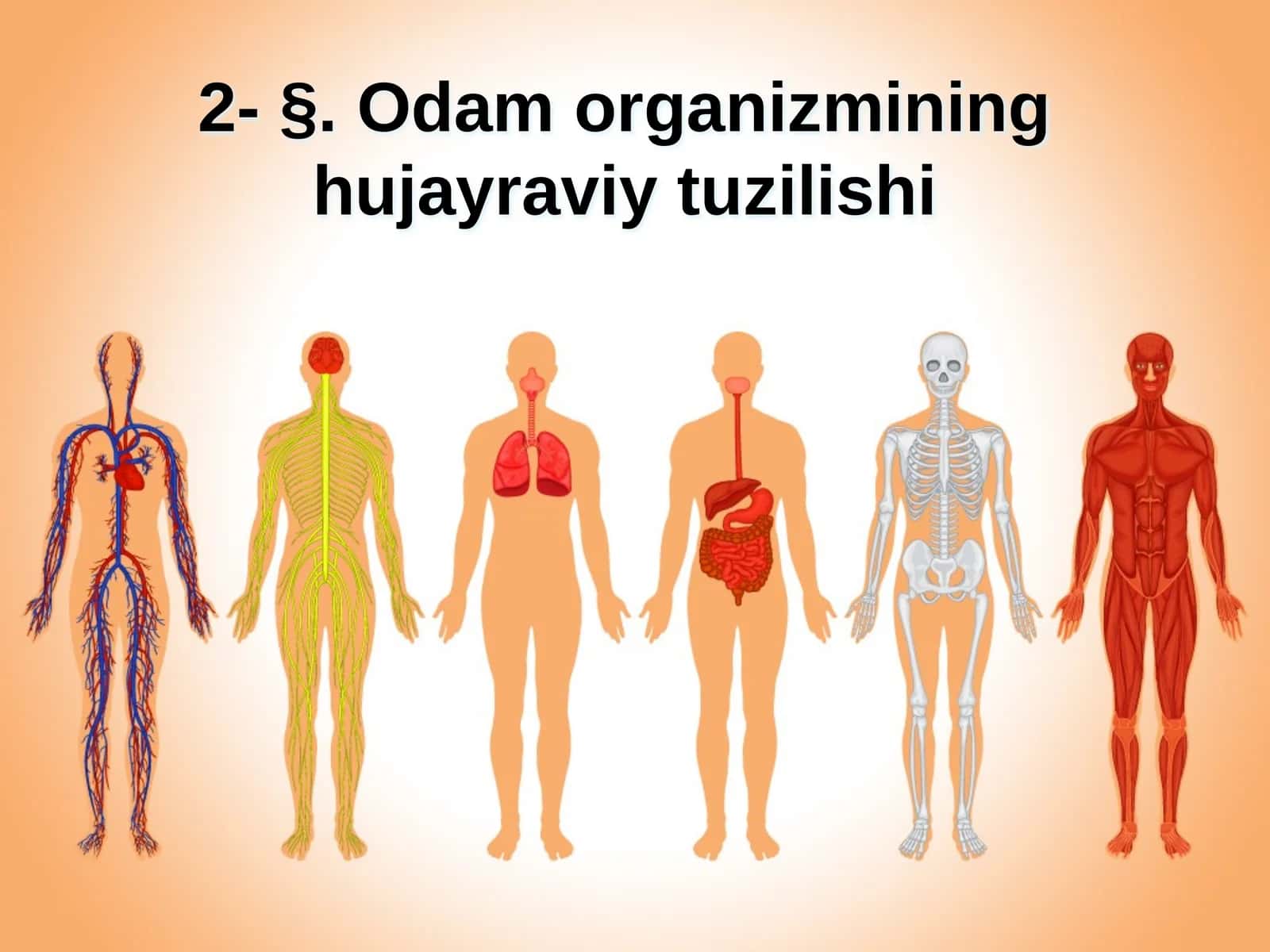 §.Odam organizmining hujayraviy tuzilishi