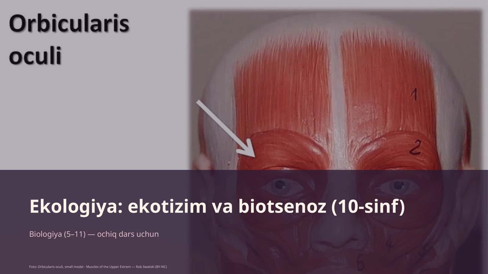 Ekologiya: ekotizim va biotsenoz (10-sinf)