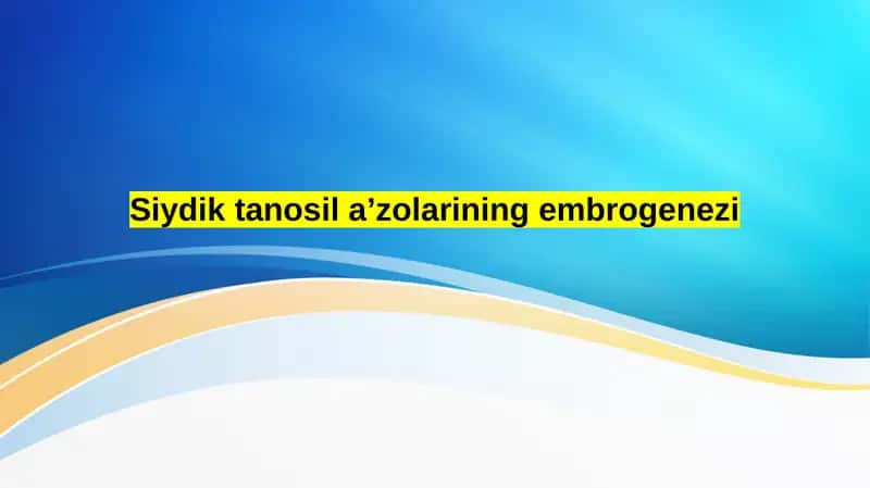 Siydik tanosil aʼzolarining embrogenezi