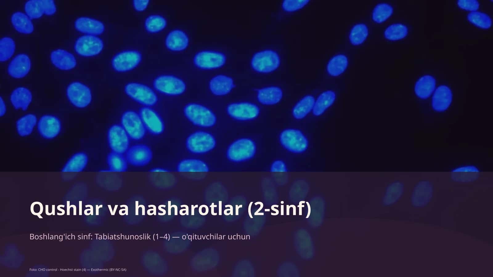 Qushlar va hasharotlar (2-sinf)