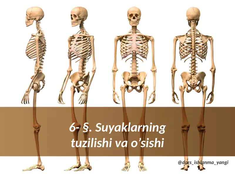 §.Suyaklarning tuzilishi va o'sishi