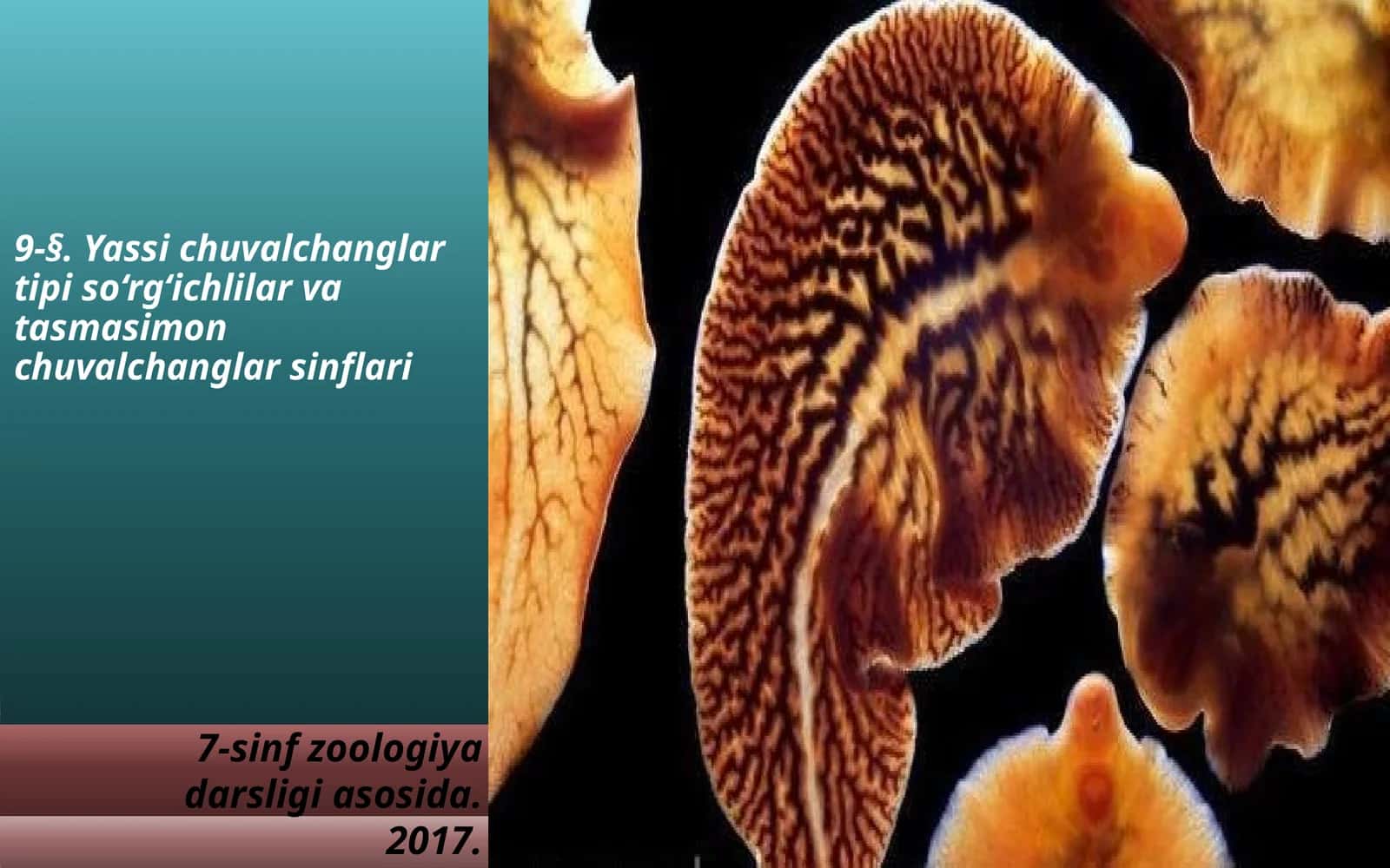 7-sinf Zoologiya 'Yassi chuvalchanglar tipi so'rg'ichlilar va tasmasimon chuvalchanglar sinflari' ko'rgazma